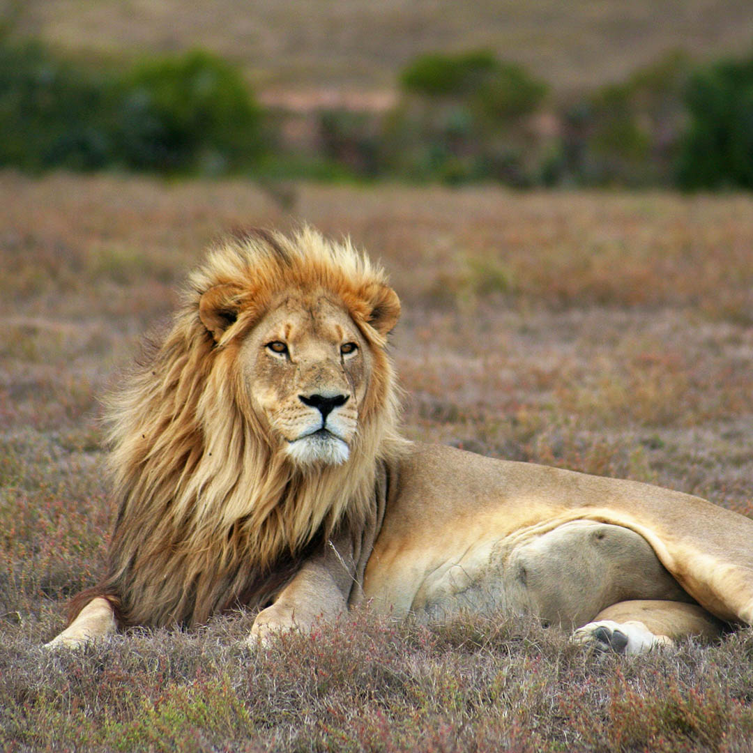 Afrique du Sud Afrique du Sud